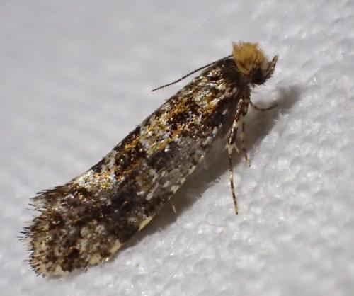 Triaxomera parasitella